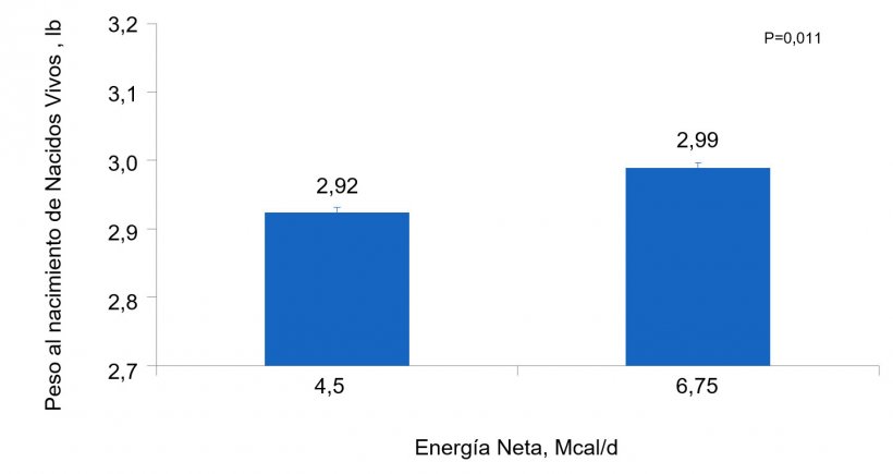 Figura 3. Efectos de la alimentaci&oacute;n con diferentes niveles de energ&iacute;a desde el&nbsp;d&iacute;a 90 al d&iacute;a 111 de gestaci&oacute;n en el peso individual al nacimiento de lechones nacidos vivos de primerizas y cerdas
